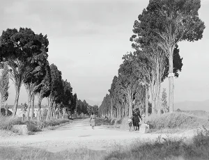 Tree Lined Road Drucke: Tree road, Tuscany