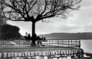 Tree Landscape Photography Drucke: Tree and terrace on a lake