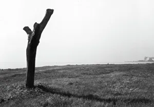 Tree Trunk Photography Drucke: Tree trunk