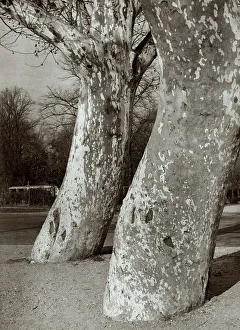 Seasonal Landscape Photography Drucke: Tree trunks in a park