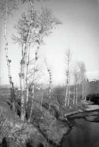Landscape Photography Of Trees Drucke: Trees along a river, Tuscany