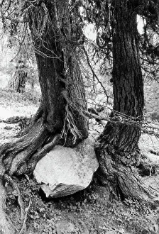 Tree Landscape Photography Drucke: Trees and rock