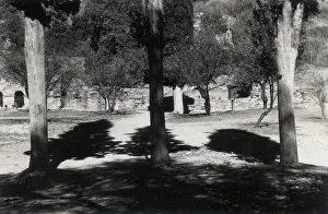 Tree Silhouette Photography Drucke: Trees with shadows