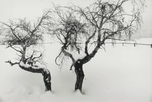 Snowy Tree Landscape Drucke: Trees in the snow