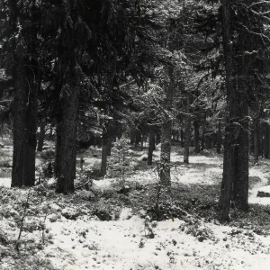 Bäume im Schnee