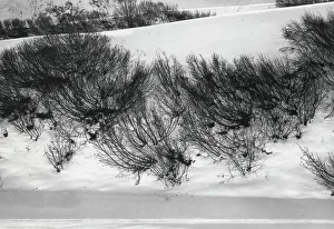 Bäume in der Schneedecke