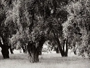 Landscape Photography Of Trees Drucke: Trees in spring