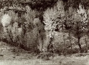 Wooded Landscape Photos Drucke: Trees in a valley