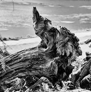 Tree Trunk Drucke: Trunk of a tree in the Engadine