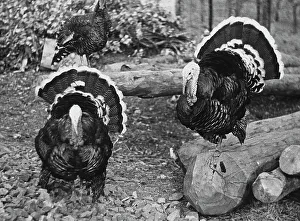 Italian Rural Scene Drucke: Two turkeys in the barnyard