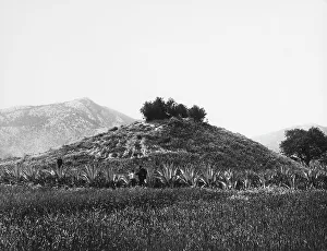 Vintage Mountain Scenery Drucke: Vegetation around Eleusis