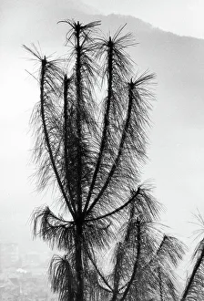 Botanical Images Drucke: Vertical plant
