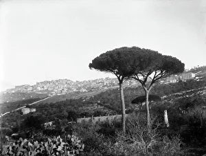 Pine Tree Landscape Photo Drucke: View of Agrigento