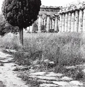 Roman Column Architecture Drucke: View of Paestum