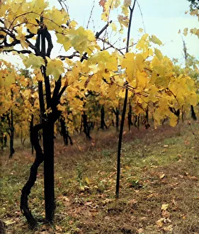 Farming Landscape Photography Drucke: View of a vineyard