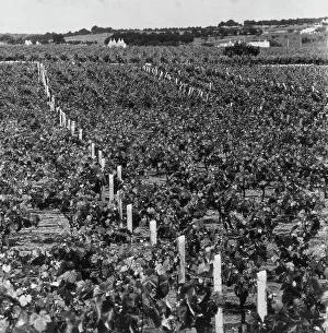 Italian Vineyards Drucke: Vineyard