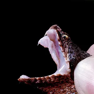 Die Vipera Aspis