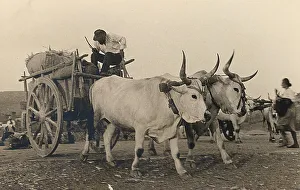 Peasant Farming Practices Drucke: Wagon pulled by two cattle of the Maremma breed