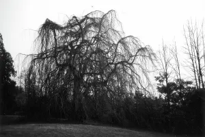 Weeping Willow Tree Drucke: Weeping Willow, Taino