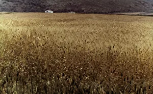 Landscape Photography Of Fields Drucke: Wheat field