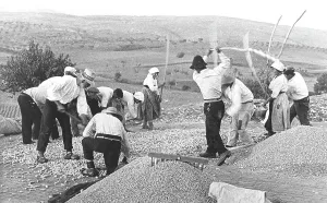 Country Life Scene Drucke: Wheat threshing