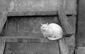 Ein weißer Kater in Florenz