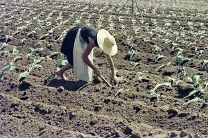 Female Farm Worker Drucke: Woman working in the fields