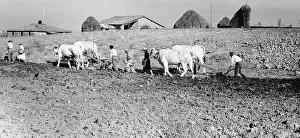 Rural Village Scene Drucke: Working in the Sienese fields