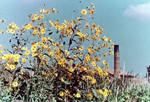Margherite gialle in einem italienischen Garten