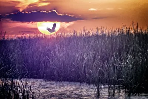 Calm Water Landscape Drucke: Abstract of birds in flight