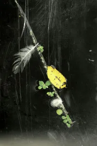 Conceptual Photography Drucke: Abstract of a floating branch, feather, and leaf