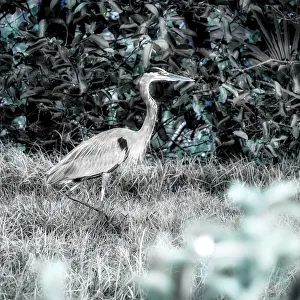 Colorful Nature Scenes Drucke: Abstract of Great Blue Heron