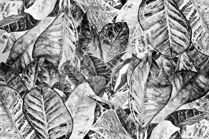 Monochrome Nature Photography Drucke: Abstract of leaves