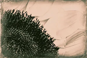 Close Up Sunflower Detail Drucke: Abstract of sunflower