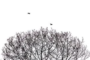 Natural Reserve Scenery Drucke: Abstract of tree branches and birds