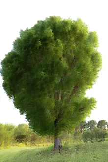 Vervollständigendes Bild eines Baumes im Mittelpunkt einer Wiese