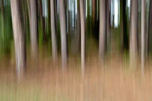 Mai Drucke: Umfang des Baumstamms im Wald