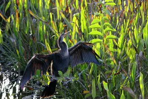 Wetland Ecosystem Drucke: Anhinga with wings spread apart