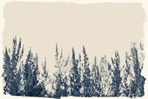 Coniferous Tree Silhouette Drucke: Artistic view of tree tops