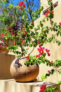 Summer Floral Decoration Ideas Drucke: Azalea on a Planter