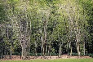 Bamboo Forest Drucke: Bamboo forest