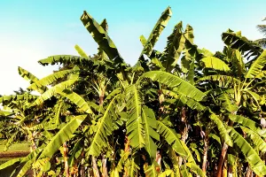 Banana Tree Drucke: Banana trees