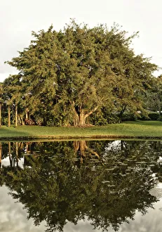 Serene Natural Setting Drucke: Banyan tree with it's full reflection over the water
