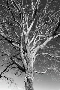 Einfacher Baum