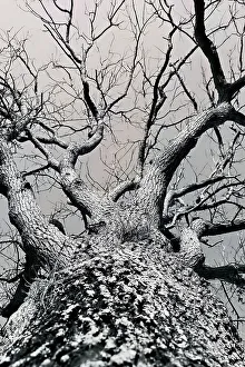 Einfacher Baum