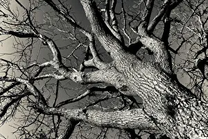 Einfacher Baum