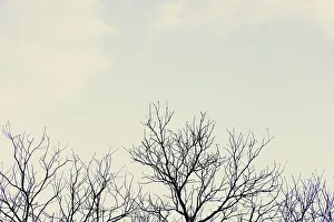 Bare Tree Branches Drucke: Bare tree branches against overcast sky