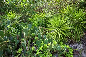 Tropical Island Vegetation Drucke: Bermuda, Beach vegetation