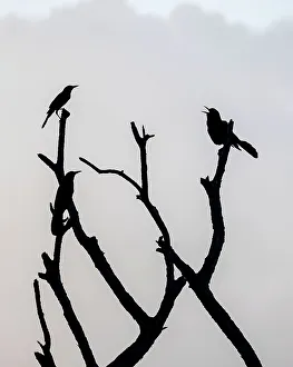 Vogel singt auf einem Zweig