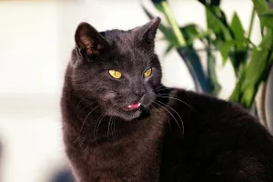 Schwarzer Katze